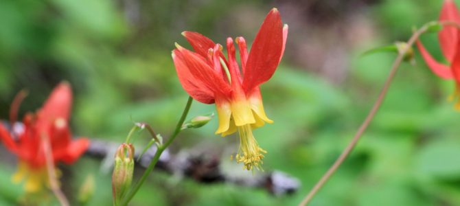 SE Washington’s Sheep Gulch (Fordyce Trail), May 2016 SE Washington’s Sheep Gulch (Fordyce Trail), May 2016