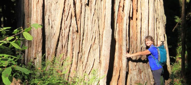 California Giants: Jedediah Smith Redwoods State Park, Sept 2016 California Giants: Jedediah Smith Redwoods State Park, Sept 2016