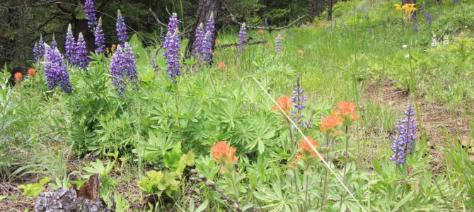 SE Washington’s Sheep Gulch – Cabin Gulch Loop, May 2018 SE Washington’s Sheep Gulch – Cabin Gulch Loop, May 2018