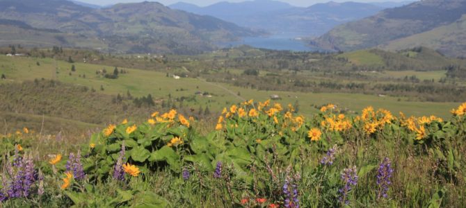 Oregon’s Columbia River Gorge: Tom McCall Point & Rowena Plateau, April 2018 Oregon’s Columbia River Gorge: Tom McCall Point & Rowena Plateau, April 2018