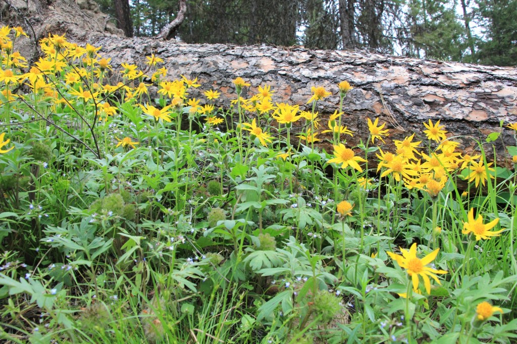 05-25-14 13 Mile Canyon Hike (30)