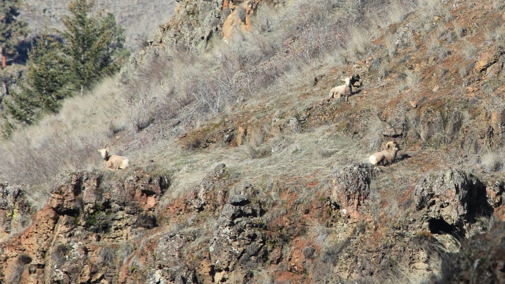 bighorn ewes 