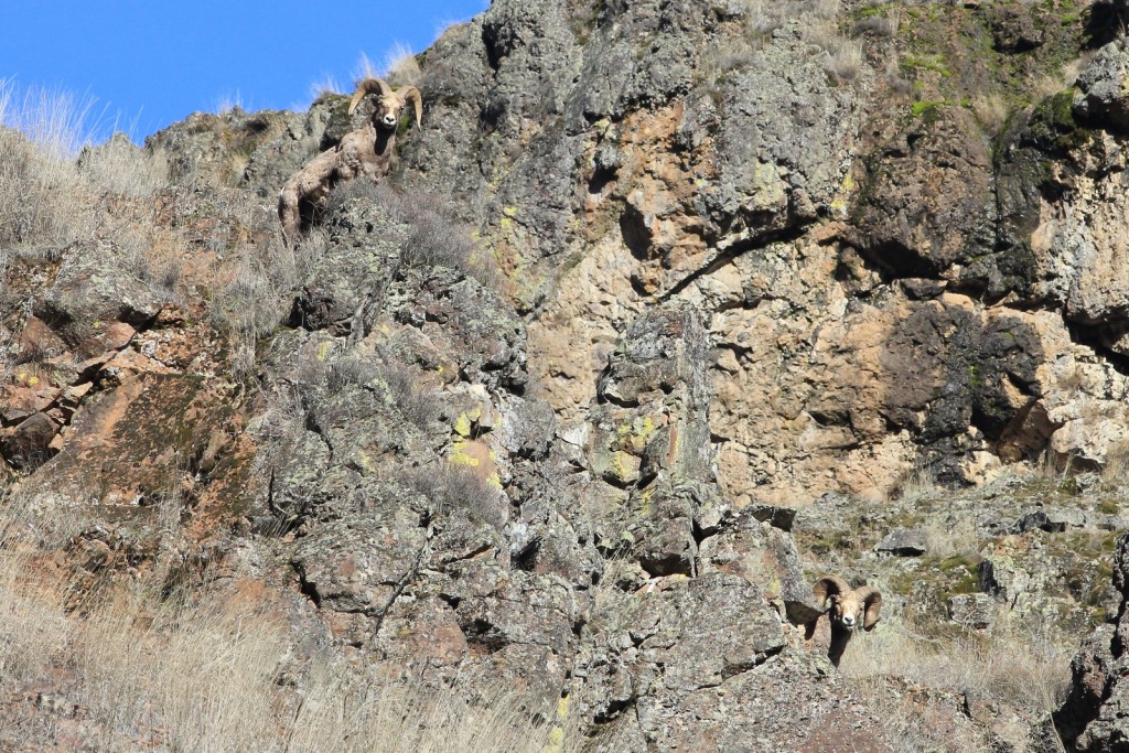 Two Well Camouflaged Bighorn Rams