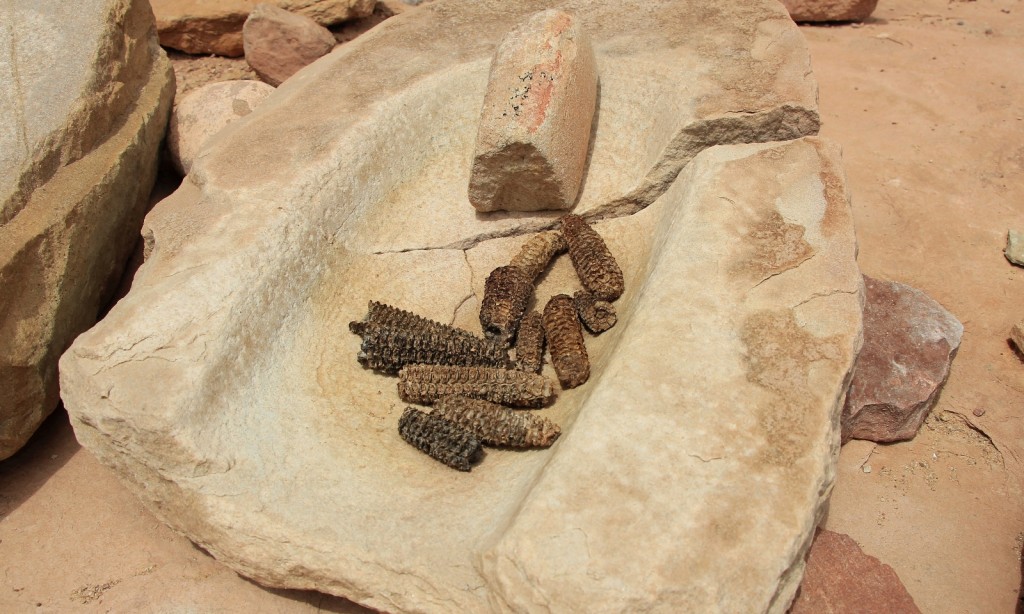 mano, metate, and corn cobs from 700+ years ago