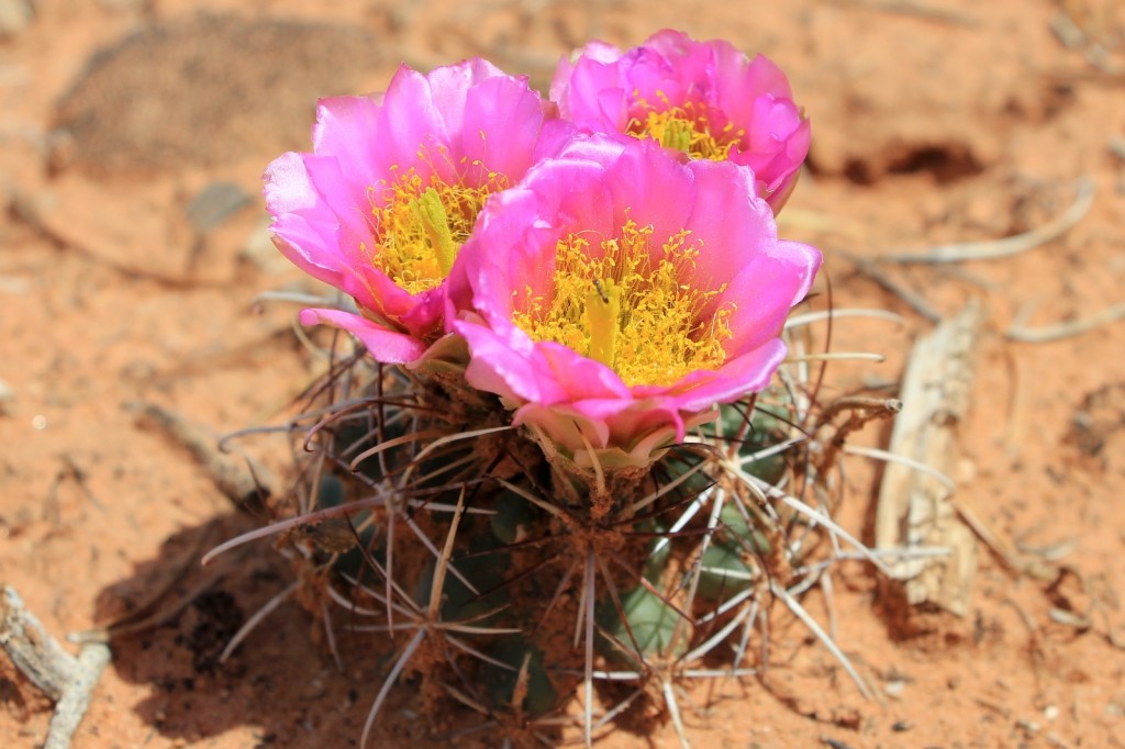 desert in bloom