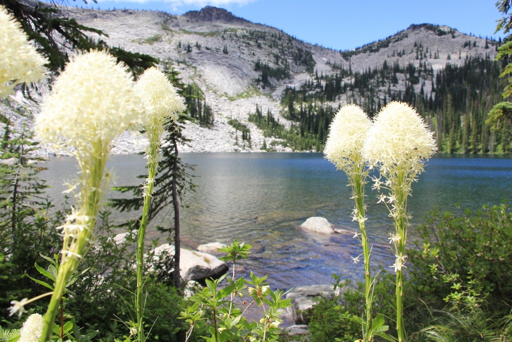 bear grass at Harrison Lake