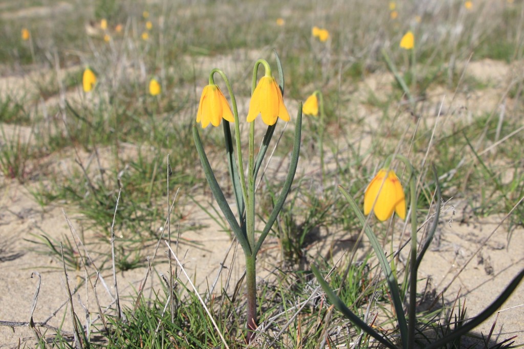 03-26-16 White Bluffs North (59)