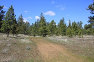 many sections of this hike follow old single track road