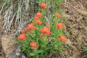 05-03-14 Chico - Davis Creek hike (10)