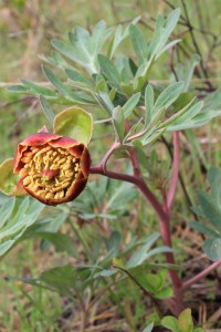 05-03-14 Chico - Davis Creek hike (8)