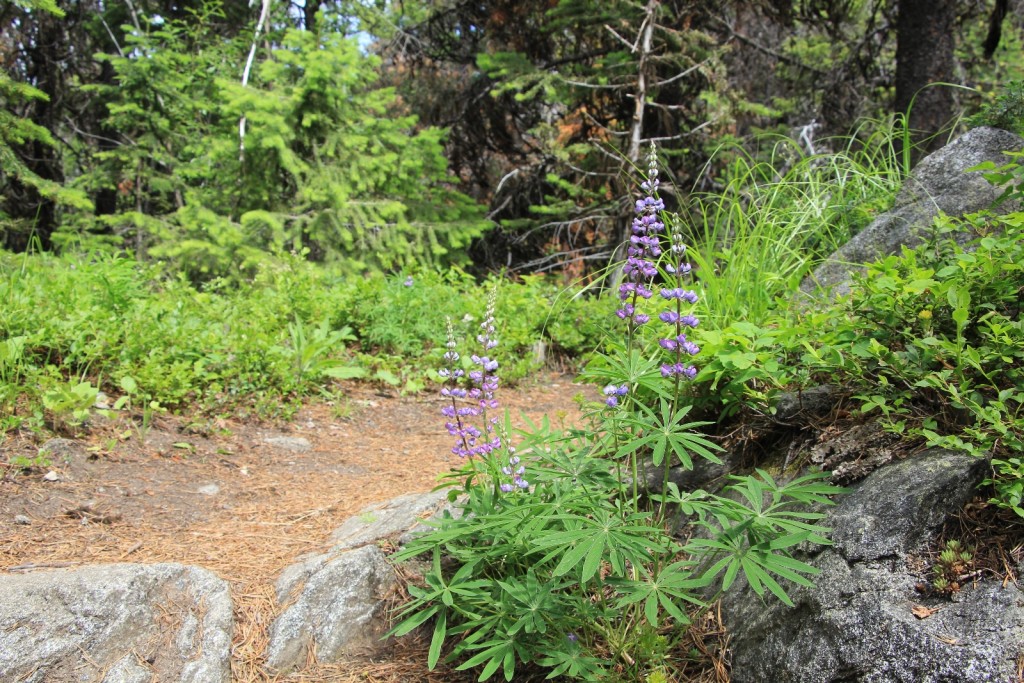 07-05-14 Columbia Lookout & camp (21)