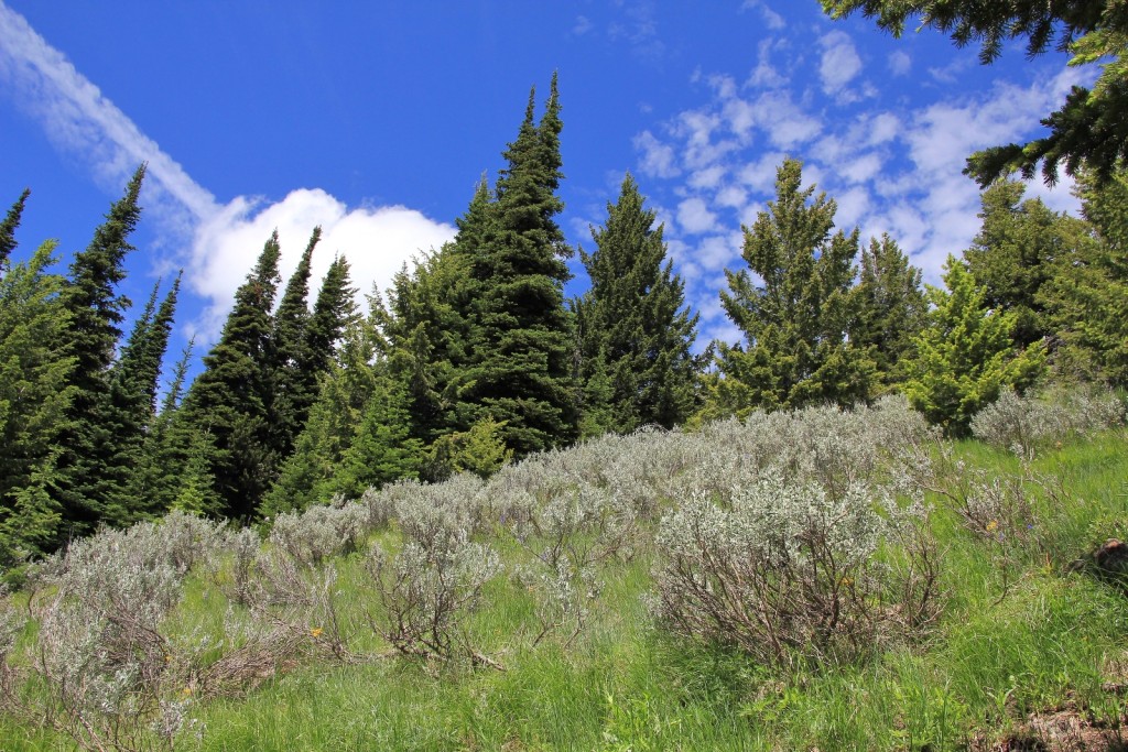 07-05-14 Columbia Lookout & camp (81)