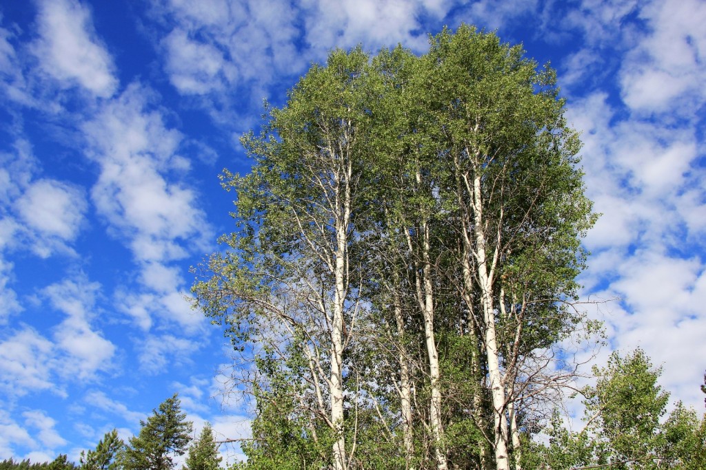 07-06-14 Sherman Pass area (17)