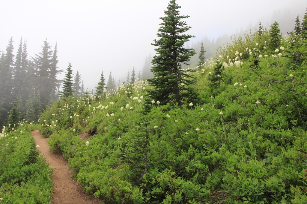 bear grass heaven