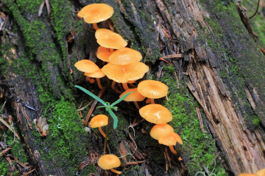 09-22-14 Maple-Heather Pass trail (1)