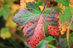 09-22-14 Maple-Heather Pass trail (39)