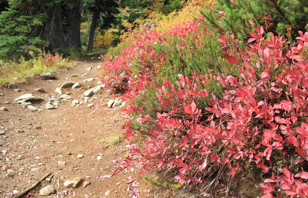 09-22-14 Maple-Heather Pass trail (43)