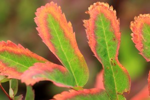 09-22-14 Maple-Heather Pass trail (64)