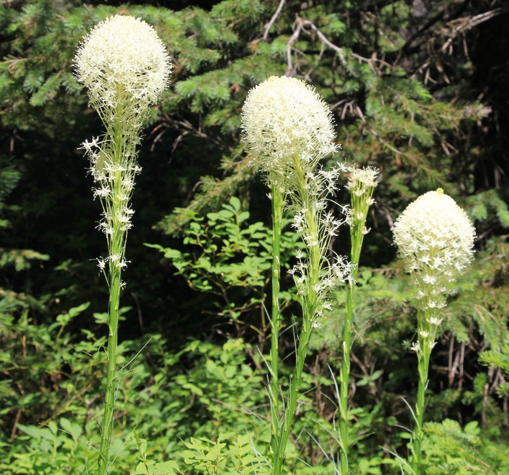 07-04-13 St. Regis Lake Hike (6)