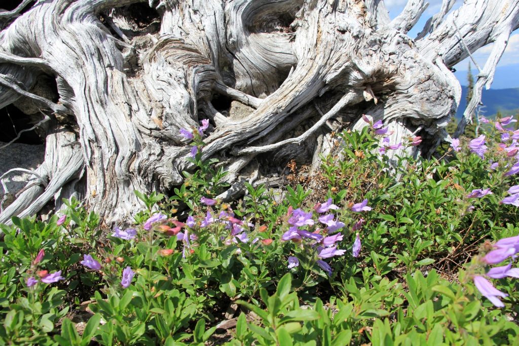 07-06-13 Roman Nose Lakes Hike (67)