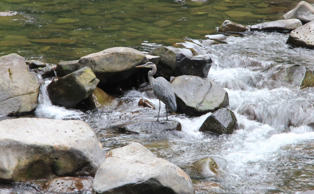 09-14-15 Eagle Creek hike (2)