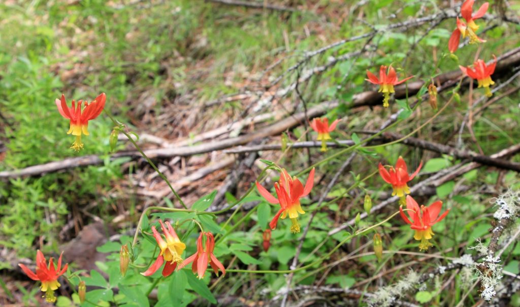 05-22-16 Sheep Gulch (29)