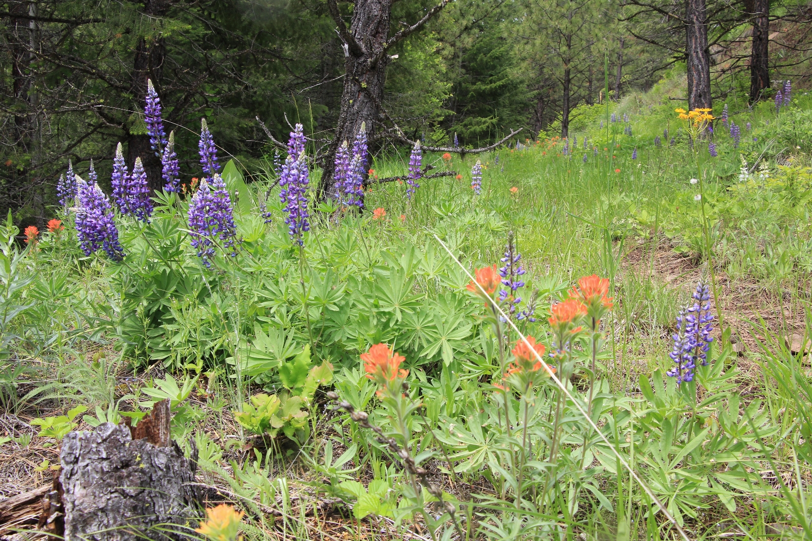 05-22-16 Sheep Gulch (41)