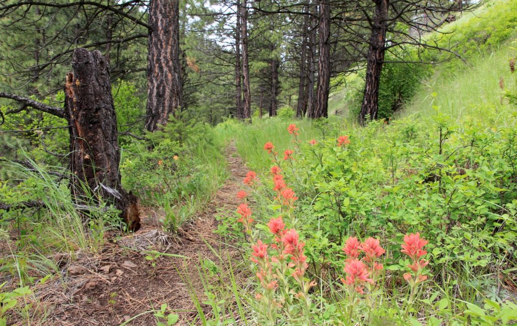 05-22-16 Sheep Gulch (43)