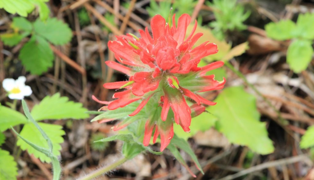 05-22-16 Sheep Gulch (61)