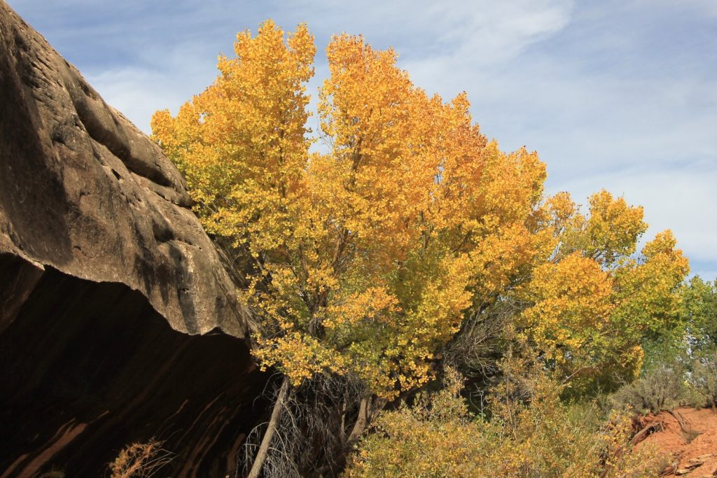 10-07-13 Grand Gulch (85)