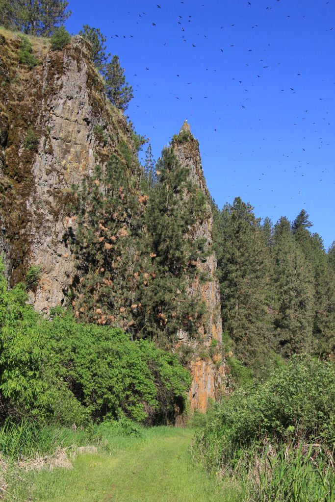 05-08-16 Colfax River Trail (25)