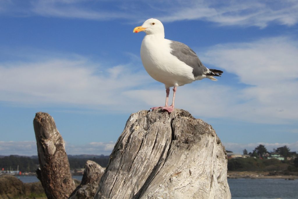 09-04-16-oregon-coast-shore-acres-201