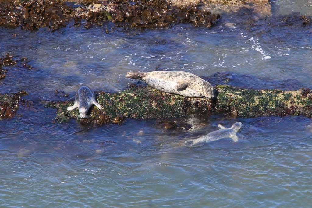 09-04-16-oregon-coast-shore-acres-62