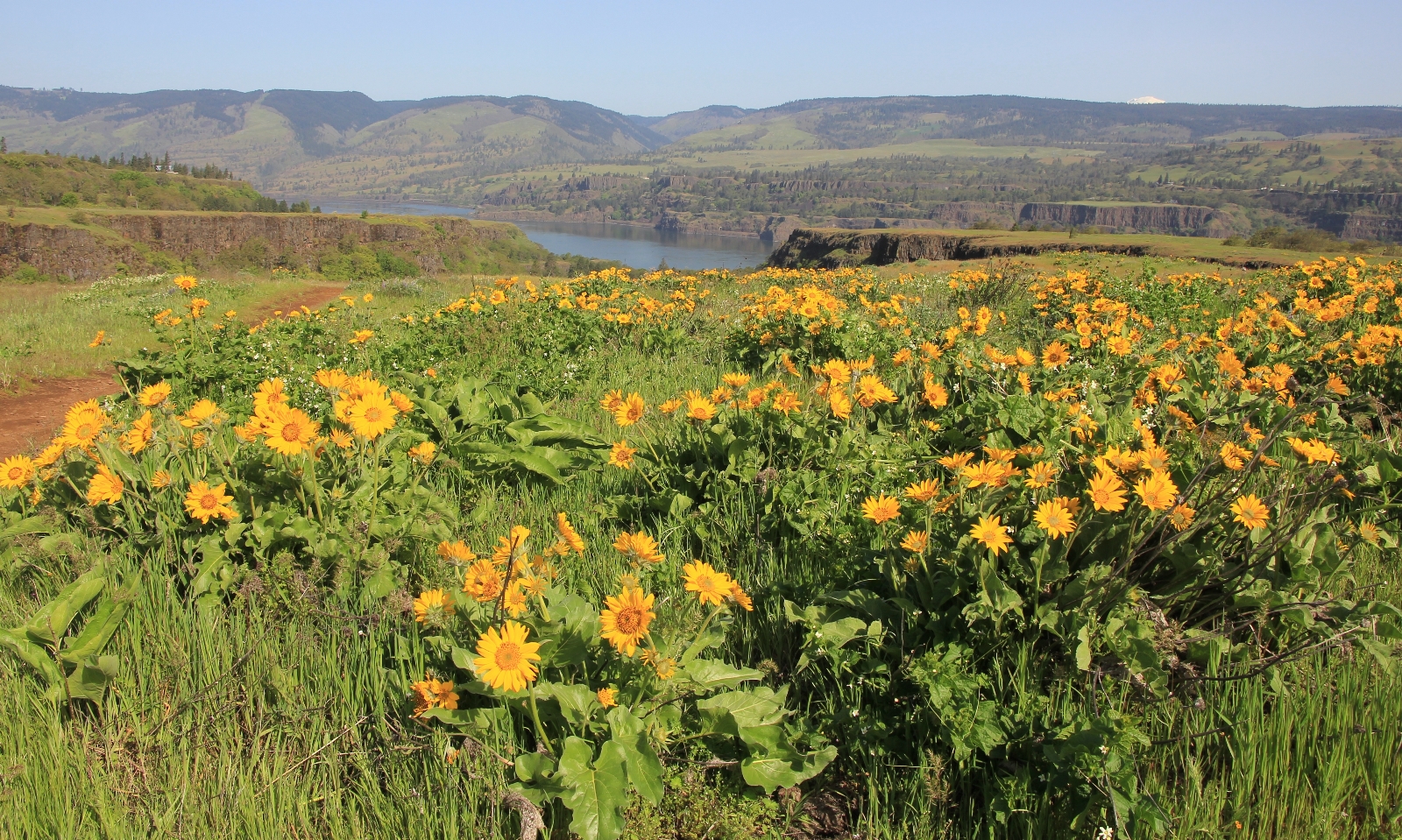 Hiking Rowena Plateau and Tom McCall Point - Voyages with Val