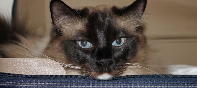 RV Life: Traveling with Cats – Jake & Indy’s First Big Adventure! RV Life: Traveling with Cats – Jake & Indy’s First Big Adventure!