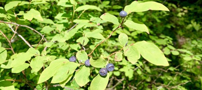 Adventure Log: Ice Lake, Turkey Creek & Huckleberries! Adventure Log: Ice Lake, Turkey Creek & Huckleberries!