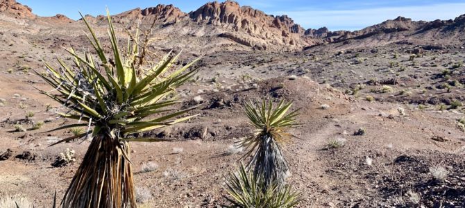 Adventure Log: Wrapping Up Our 2019-2020 Snowbird Travels Adventure Log: Wrapping Up Our 2019-2020 Snowbird Travels
