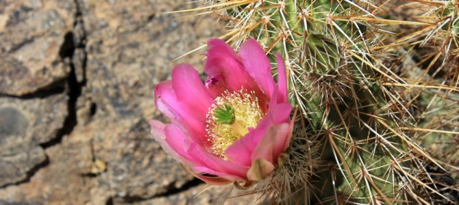 Flashback: Arizona-Senora Desert Museum, Tucson, Arizona Flashback: Arizona-Senora Desert Museum, Tucson, Arizona