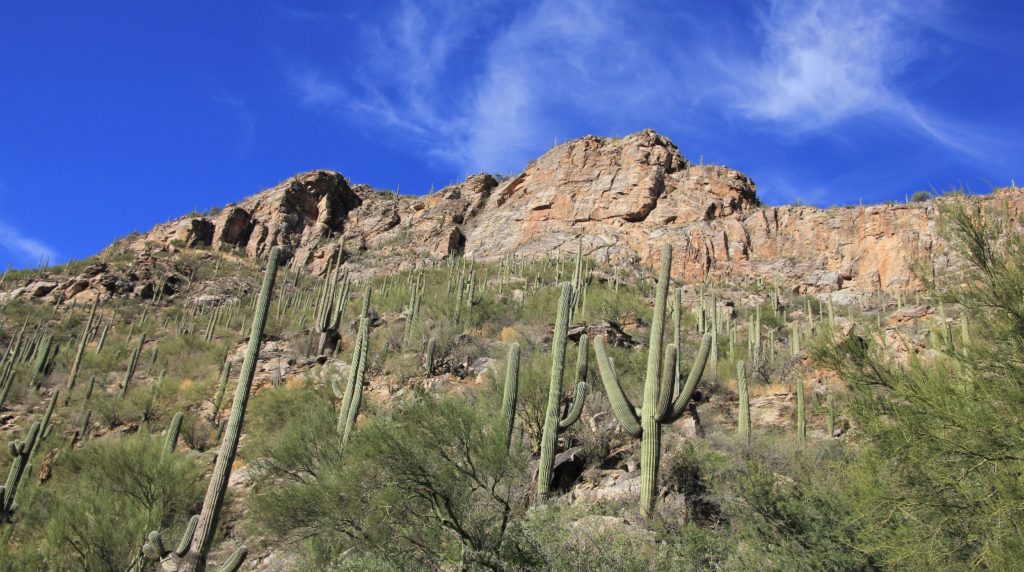 Sabino Canyon Saguaro National Park Arizona #bhumidevi